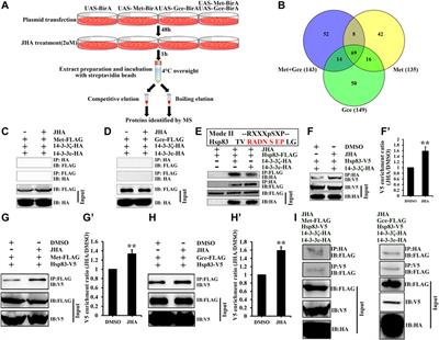 Juvenile Hormone Membrane Signaling Enhances its Intracellular Signaling Through Phosphorylation of Met and Hsp83